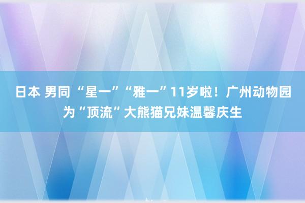 日本 男同 “星一”“雅一”11岁啦！广州动物园为“顶流”大熊猫兄妹温馨庆生