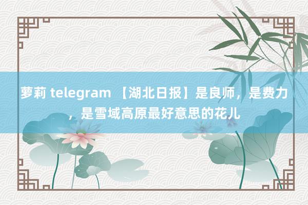 萝莉 telegram 【湖北日报】是良师，是费力，是雪域高原最好意思的花儿